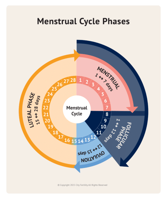Infographic illustrating the four phases of the menstrual cycle: Menstrual, Follicular, Ovulation, and Luteal, with corresponding days and flow.